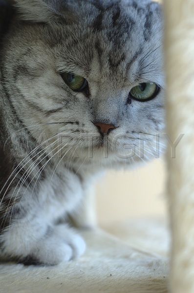 BRITISH SHORTHAIR 027.jpg